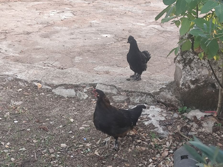 Galinhas coquichos cruzadas