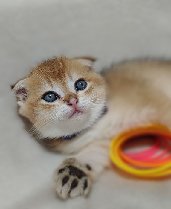 Шотландські кошенята