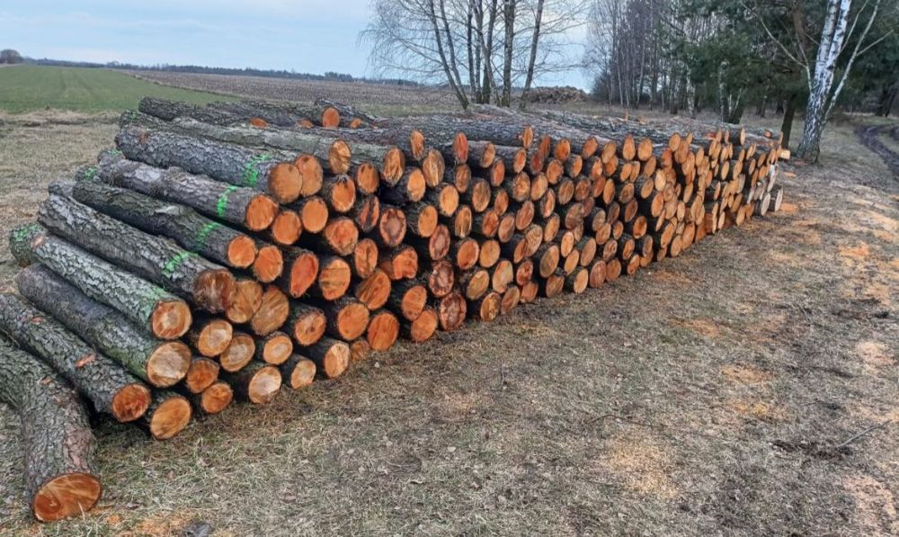 Drewno kominkowe/Opałowe każdy rodzaj