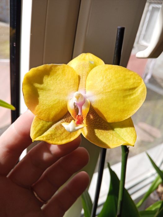 Арома і не вигорає на сонці, довго тримає квіти з неоновим забар