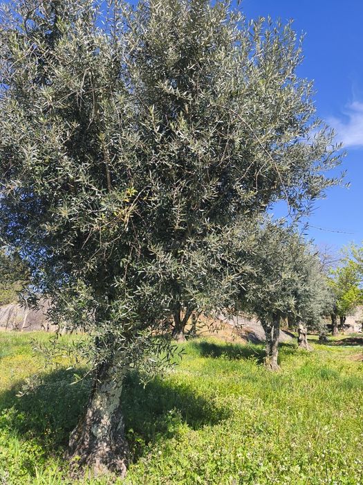 Oliveiras centenárias