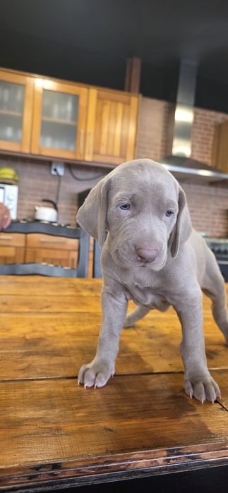 Weimaraner com lop