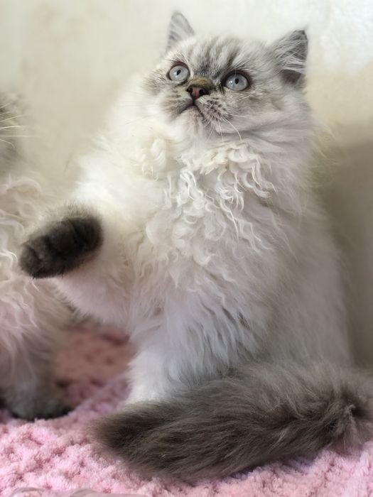 Девочка в шикарной шубе