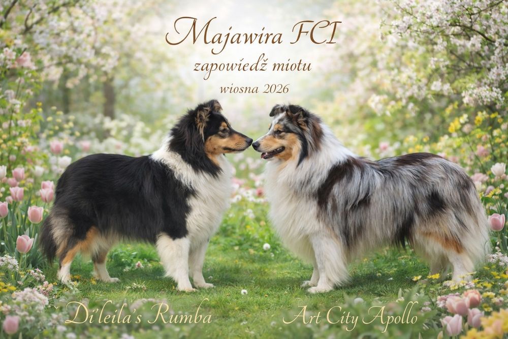 Owczarek szetlandzki