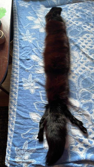 Kołnierz futrzany nr 7