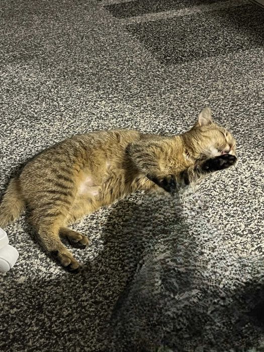 Dwie młode kotki do adopcji