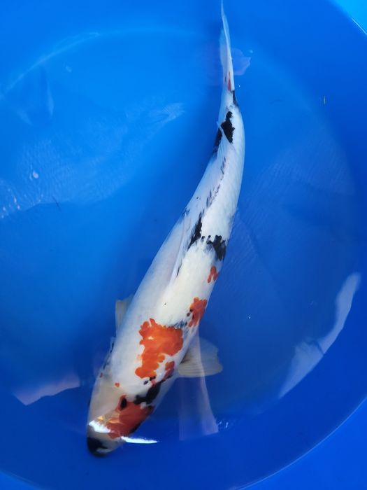 Japońskie karpie koi