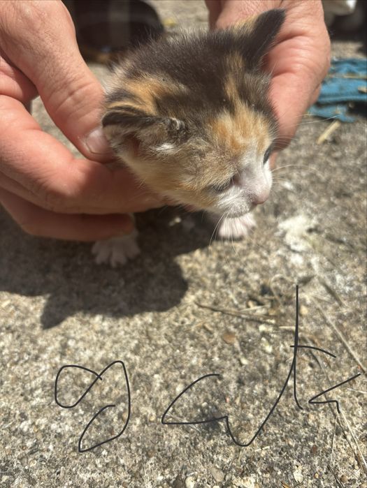 Dou gatinhos muito fofos