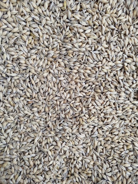 Sprzedam jęczmień ozimy