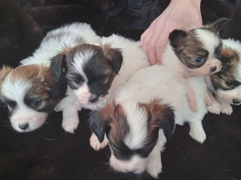 Щенки папильона бабочки