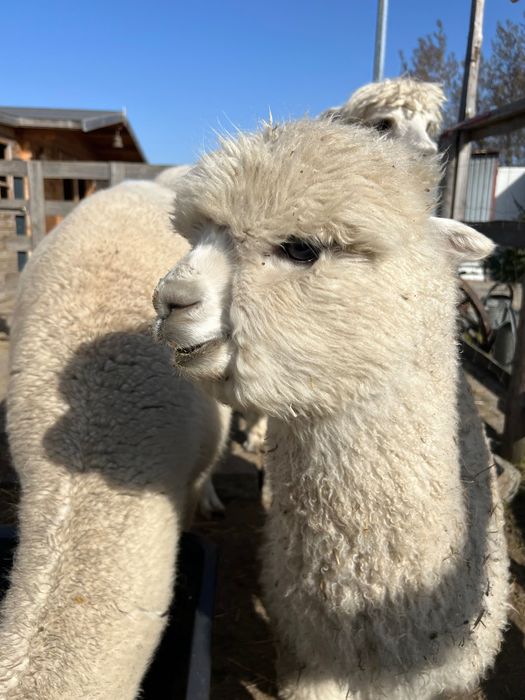 Alpaka samica 1,5 roku