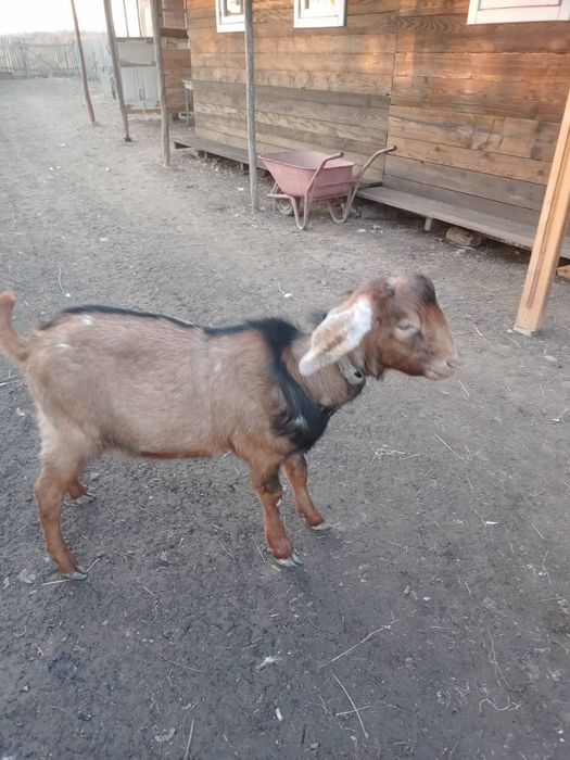 Продається цапок