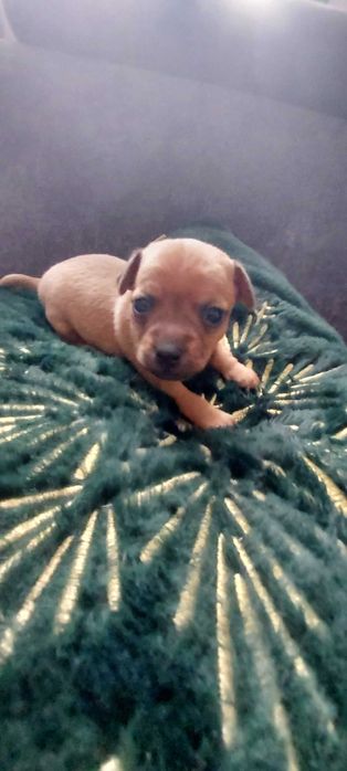 Pinczerek Miniaturowy