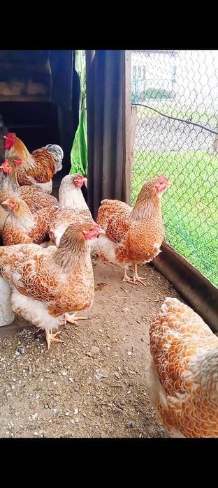 Яйця інкубаційні кури віандот біле золото