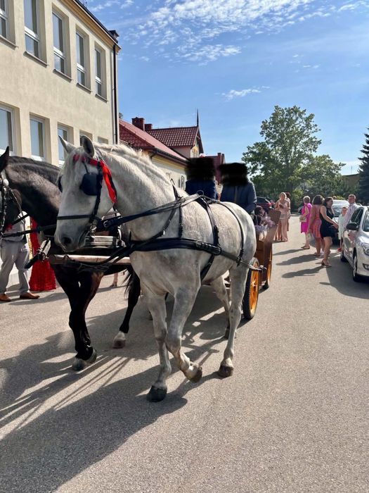 Koń Wałach Śląski 4 lata SZPAK