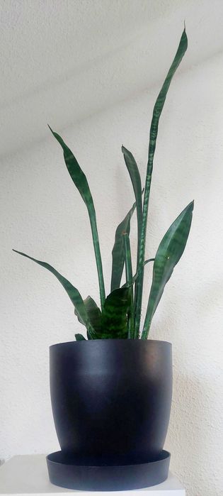 Plantas naturais