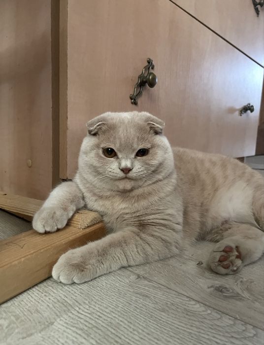 Кошеня дівчинка шотланка