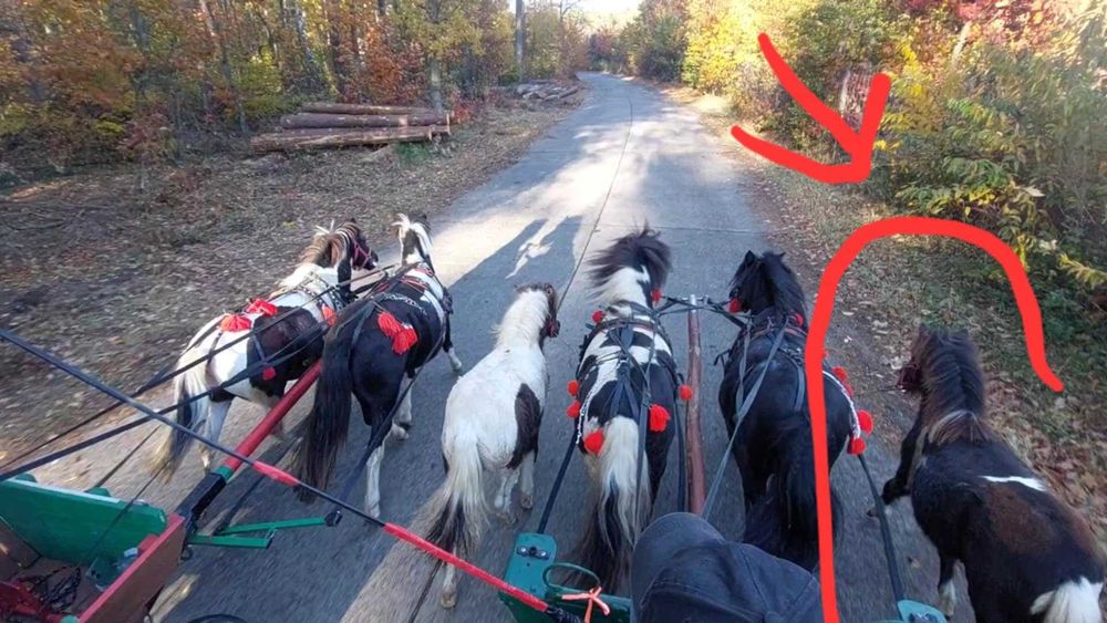 Sprzedam kucyka ogierka!