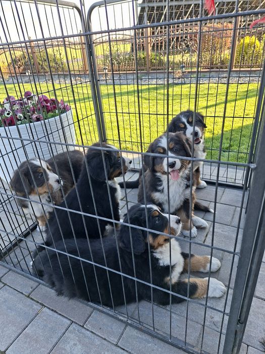 Berneński Pies Pasterski suczka