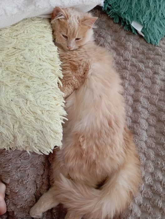 Котик (хлопчик) породистий