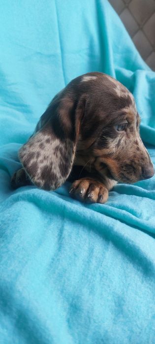 Jamnik Miniaturowy choco merle Jaworzno • OLX.pl