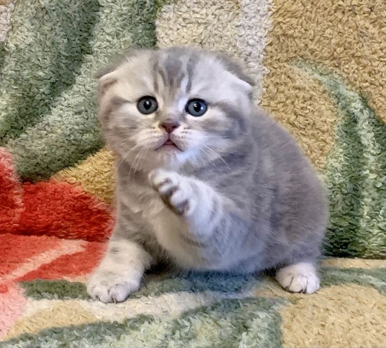 Скоттиш Фолд малыш