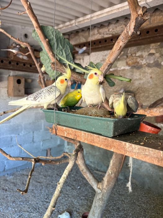 Vendo Caturras, periquitos e rolas diamante