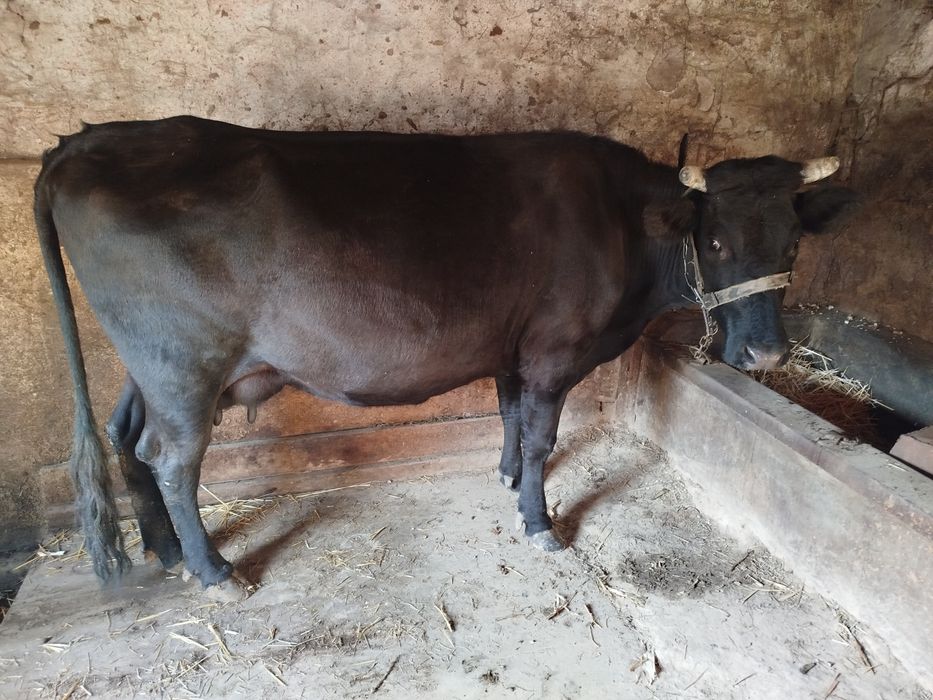 Продам корову тільну