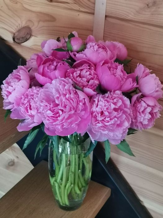 Продам півонії рожеві