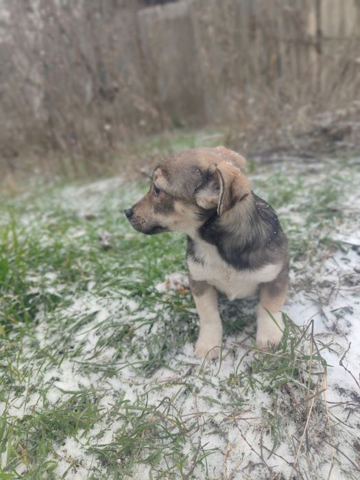 Собачка мініатюрна .цуценя