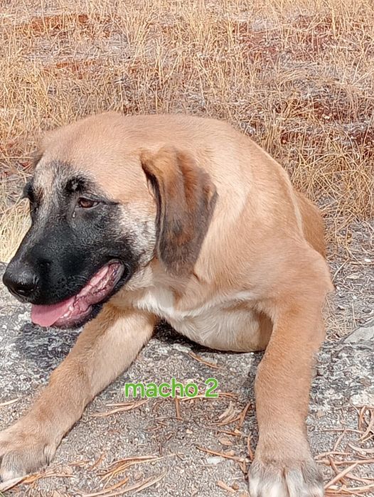 Caes porte grande para adoção urgente