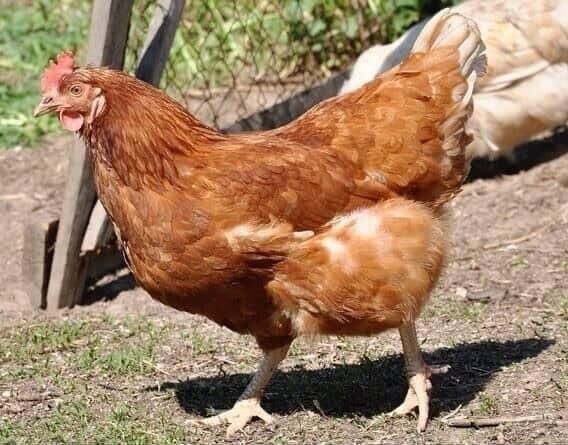 Куры несушки фермерские