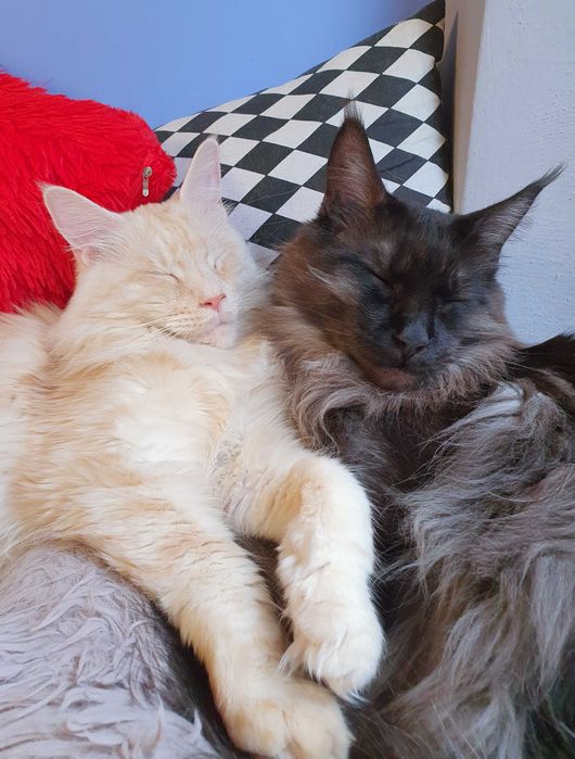 Angielski korepetycje, konwersacje