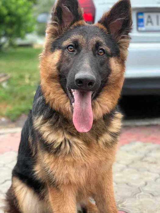 Цуценята німецької вівчарки - бронювання