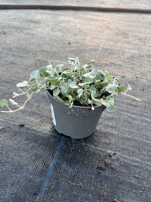 Dichondria srebrzysta zwisajaca  wodospad