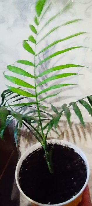 Комнатные цветы .