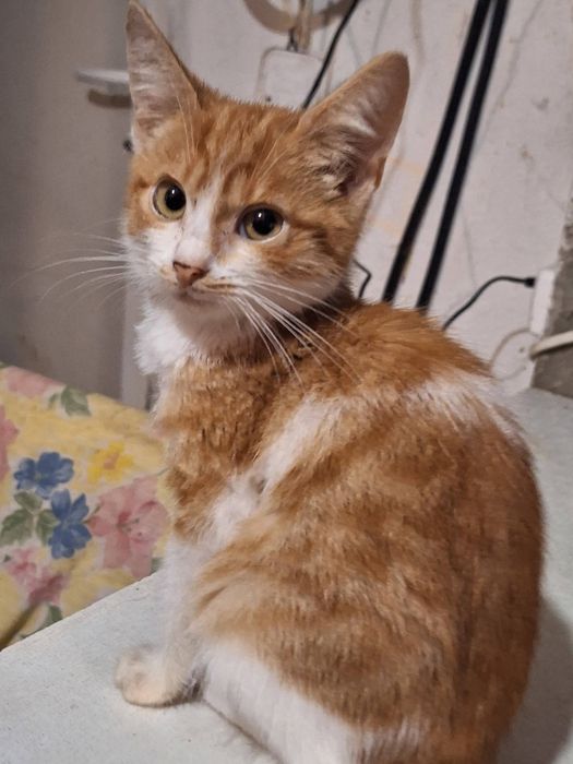 Сенсація! Руде Сонечко! Хлопчик, 3 місяці!