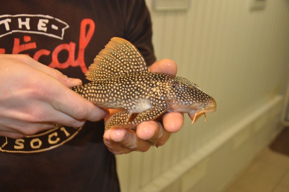 Скобинанциструс ауреатус L014 (Scobinancistrus aureatus L014)