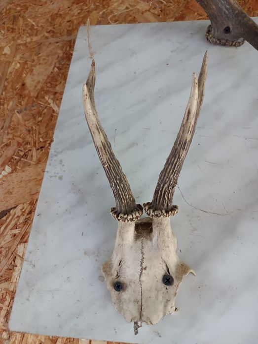 Sprzedam małe poroża