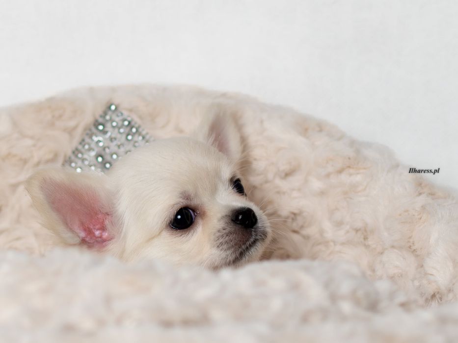 Chihuahua długowłosa - HASANKA Ilharess (FCI)