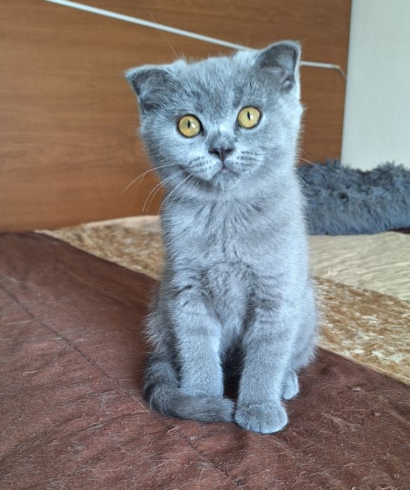 scottish fold fêmea