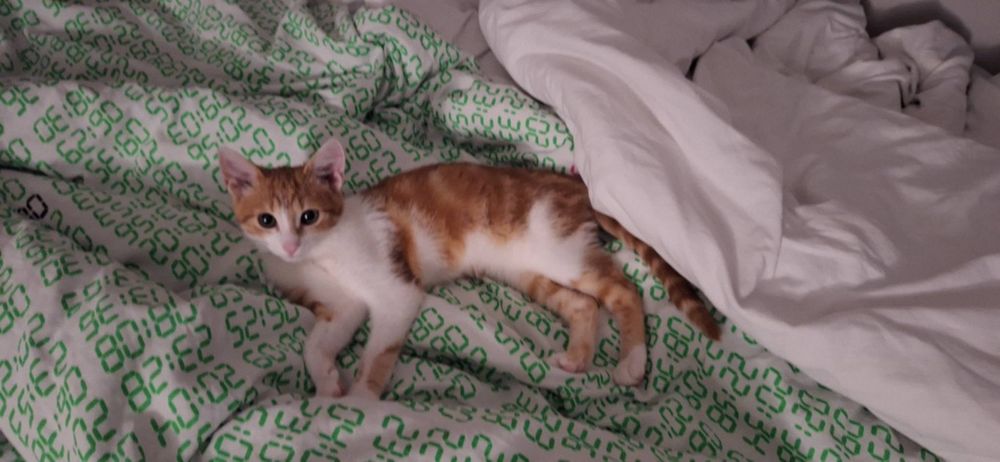 Rudo biały PIXELEK 4 miesięczny,adopcja.