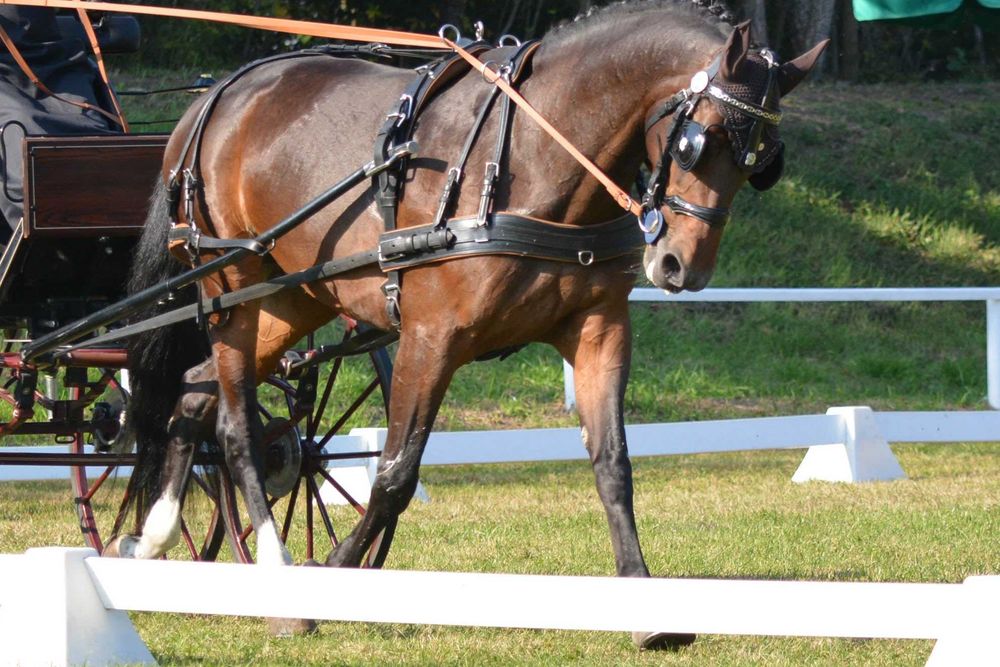 Sprzedam konia sportowego