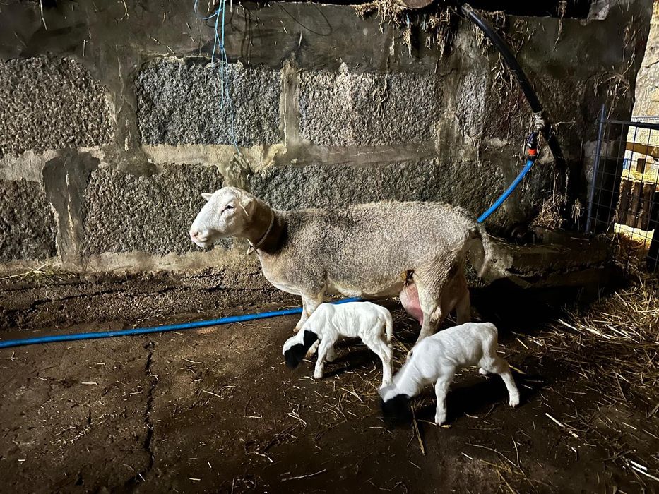 Ovelha Dorper branca pura c/ 2 crias