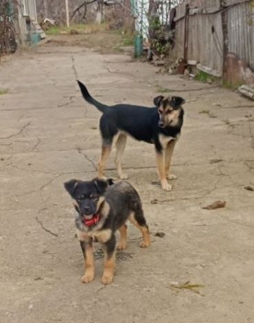 Отдам даром в добрые руки собаку