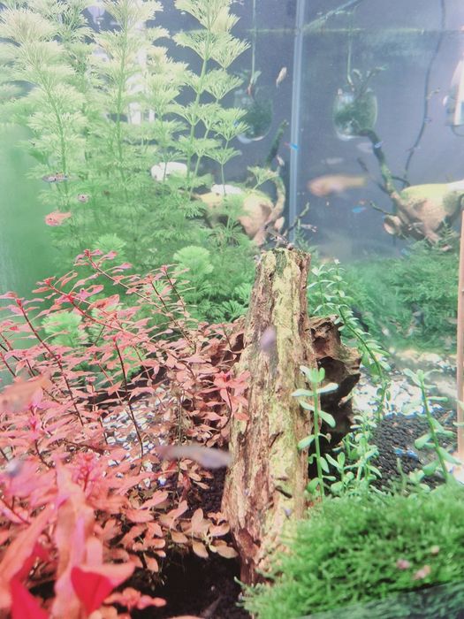 Planta Aquario Ludwigia Super Red