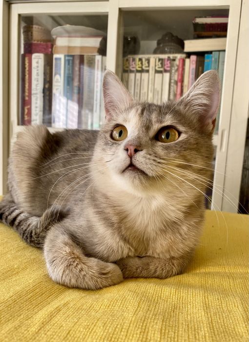 Весела красуня у пошуку надійноі родини!