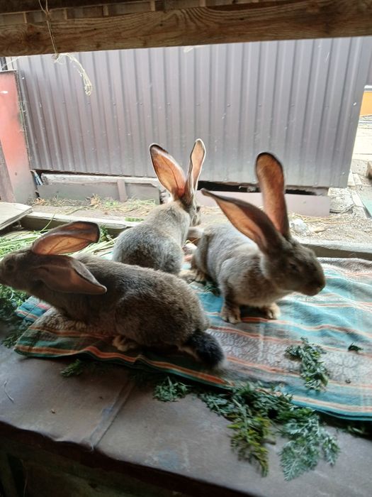 Бельгійський фландр