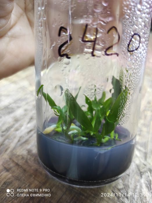 Орхідея,фласка,сорт 2420