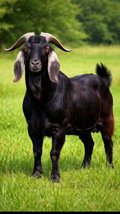 Нубійський молодий козел